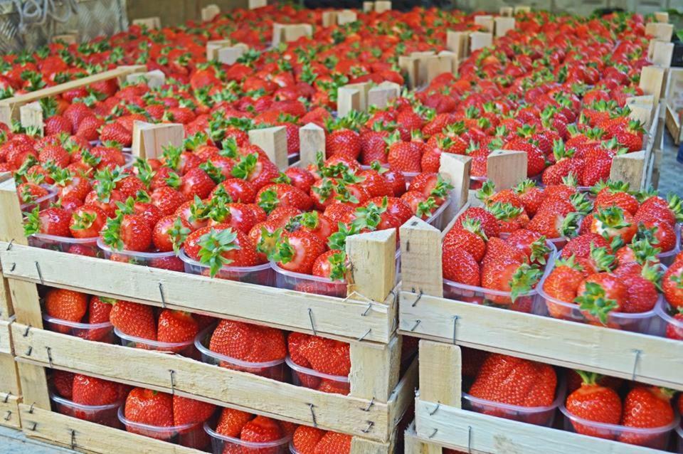 Montelupo Albese Agriturismo La Ruota מראה חיצוני תמונה
