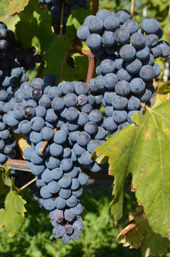 Montelupo Albese Agriturismo La Ruota מראה חיצוני תמונה